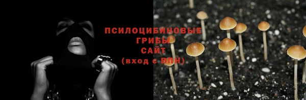 прущие грибы Краснослободск